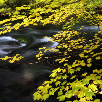 The McKenzie River flows past a maple tree above Sahalie Falls in the Oregon Cascades.