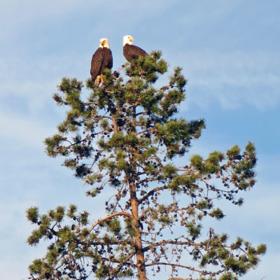 A pair of bald eagles sit atop a tree at Shevlin Park in Bend, Oregon.