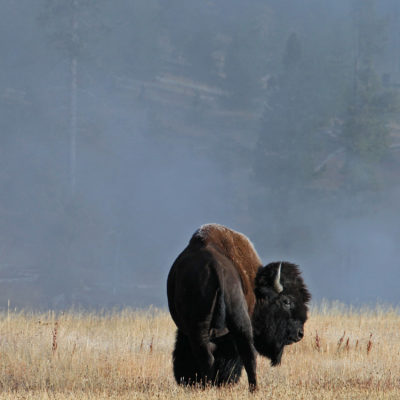A bison takes a long behind him in Yellowstone National Park in Wyoming.